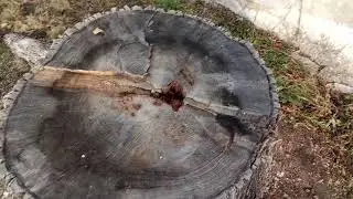 Одуванчики в ноябре ???!!!