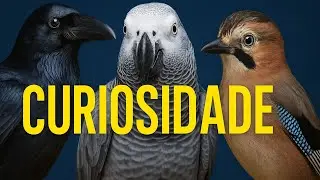 As aves mais inteligentes do mundo  o que os corvos sabem que nós não sabemos