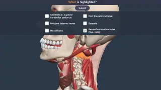 Primal Pictures Anatomy Quiz