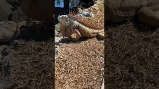 О этот удивительный животный мир 🐸  #игуана #природа #мексика #iguana #ocean #nature #sun #summer