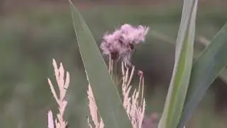 Misiuda Reels Intro