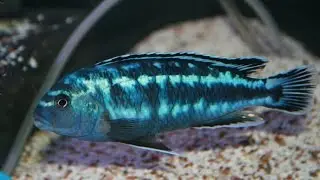 Beautiful African Cichlids