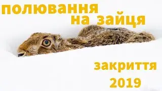 Полювання на зайця. Закриття2019
