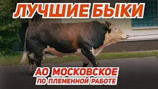 Лучшие быки для успешного животноводства! АО 