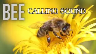 Bee Calling Sound