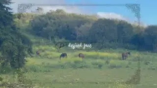 ☘️🌷 Desired Face | No speed / Raw version | White noise // 1000+ affirmations
