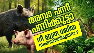 അമ്പട പന്നീ പന്നിക്കുട്ടാ || നീ ഇത്ര വലിയ സംഭവമായിരുന്നോ ? || പന്നി വിശേഷങ്ങൾ || PIG