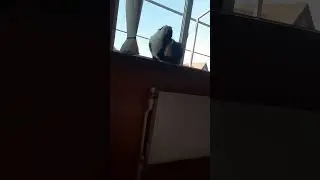 Доброе утро от Царя Бонифация
