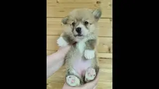 Малыши вельш корги пемброк 25 дней🧸🍬🎀