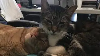 MEET MY CATS...