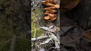 Снова опятушки 