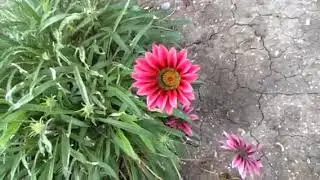 Гацания - собираем семена !