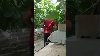огурцы
