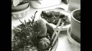 Cactus movie