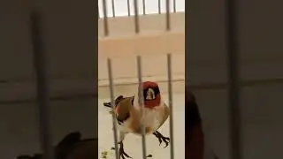 Big mask goldfinch