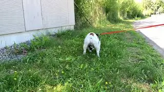 Whiskey taking a piss