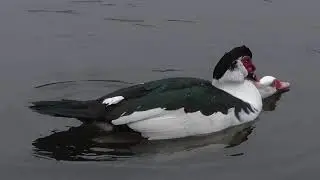 Muscovy Ducks Mating