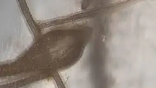 Nematodo en raíz agalla