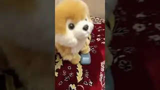 глупий шпиц не правда часть какаета 