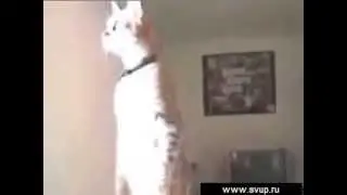 Кот на посту   Смешное видео