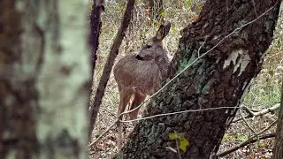 Deer Encounter