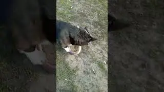 бим- бом и колес