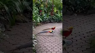 Золотые фазаны. Оранжерея,Ванкувер,Канада. Golden pheasants,Bloedel,Vancouver,Canada 