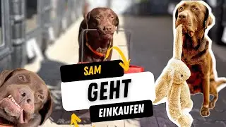 Labrador geht Einkaufen - Sam bekommt ein cooles Geschenk 😲!