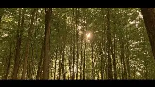 Nature beyond wonders