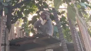 The monkey began to eat the bread from the man's hand || Monkey on my rooftop at home