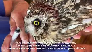 Приключения Аркадия и Бориса или спасение болотной совы / спасители часть первая э