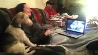 Two dogs talking on Skype / Две собаки общаются по Скайпу