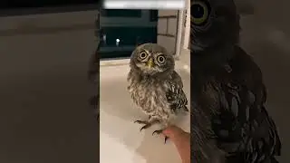 A little owl started flying to the guy's window and he decided to make friends with it.
