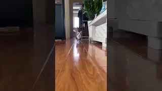 CAT TRAINING | HOW TO TRAIN YOUR CAT | CAT VIDEOS | HONEST CAT | MEOWMEOW | #shorts