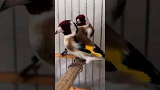 Goldfinch Отборный Щеглы