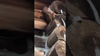 Самый смелый бельчонок - милота #бельчонок