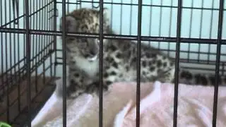 Baby Leopard Attempting To Escape Cage Cute