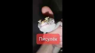 Ящер писулёк ловит Сверчков