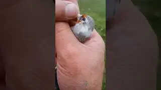 Овози саба барои шикор 2024. (aziz kulob). Голос СЕДОГОЛОВЫХ щегол для охота.