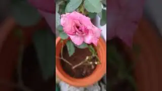 Rose Bud  and Flowers and Petals Background Video