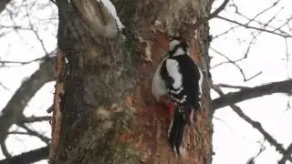 Дятел во весь экран
