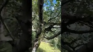 горные леса Дагестана, прогулки на лошадях, выше гор только горы# горы #леса# кашары #овцы#