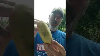 Exotic fruit