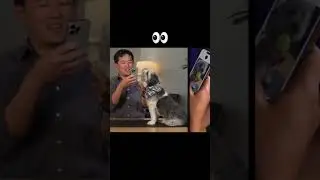 Dog meets Chat gpt 4o