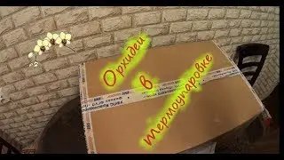 Орхидеи.Обзор посылки в термоупаковке