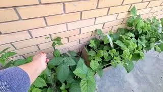 Как мы упаковываем заказы на самовывоз