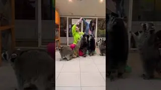 #еноты