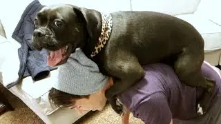 DOG GETS REVENGE!