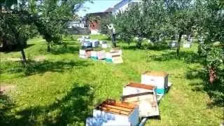 Formiranje cetvorodelnih oplodnjaka na pcelinjaku Zorana Djurica iz Mehovina