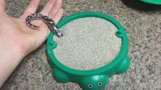 Solid Snek Meme